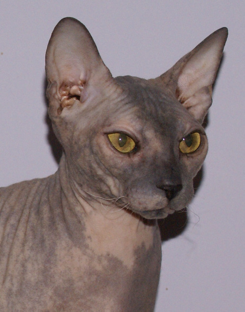Don Sphynx breeder and enthusiast!