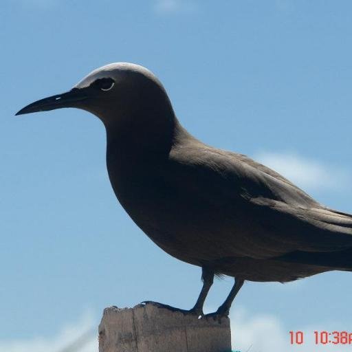 Observación, identificación, estudio, divulgación y conservación de aves: ecoturismo (aviturismo) y actividades relacionadas en Venezuela.