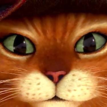 Chat Potte Chatonpotte Twitter