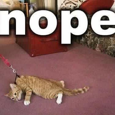 Meccah's profile picture. Digital Arts ♌  #QPOC ✌