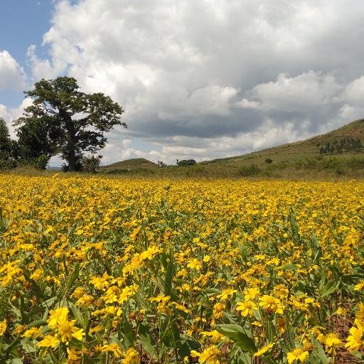 arunajunnu's profile picture. 