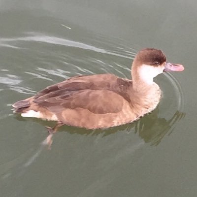 Birding from Ivinghoe Beacon, Buckinghamshire, England to Wilstone Reservoir, Hertfordshire, and all points in between, based in Pitstone