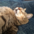 ねこねこ研究所のアイコン