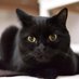 SleepyBlackCat (@bluepointmitted) Twitter profile photo SleepyBlackCat (@bluepointmitted) Twitter profile photo