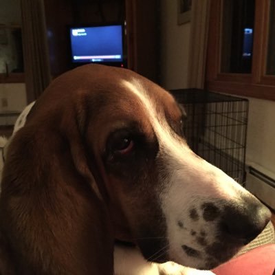 I’m not the dog you think I am. you really have no idea.