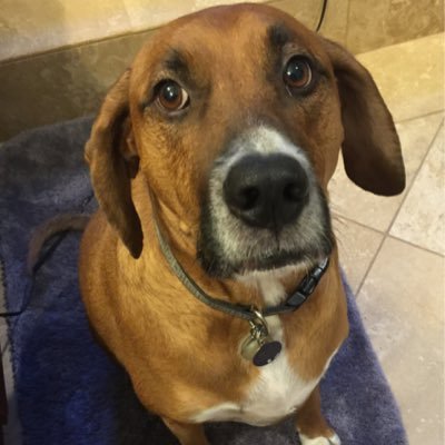 I am a lovable dog, but need all the attention I can get. my favorite thing to do is bark. I bark at people walking by and sometimes I bark at nothing.