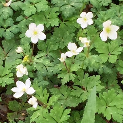 nonousagi's profile picture. 