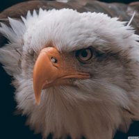 Eagle Drive (@diiimelopapi) 's Twitter Profile