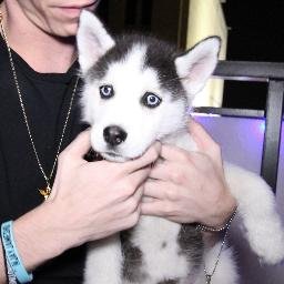 SwaggyThaPup's profile picture. Hi! I'm Swaggy! Turn on my notifications and follow me on Instagram! ☺️