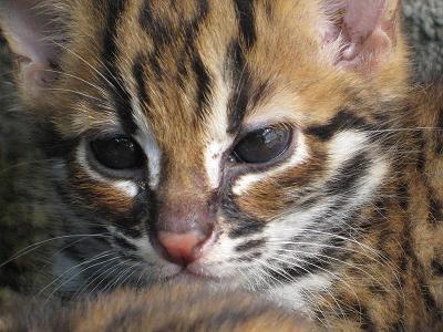 meongcaem's profile picture. 