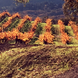 playwalkrun's profile picture. 