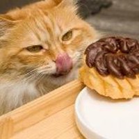 Hava Donut (@havadonut) 's Twitter Profile