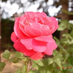 bass_voigt's profile picture. 