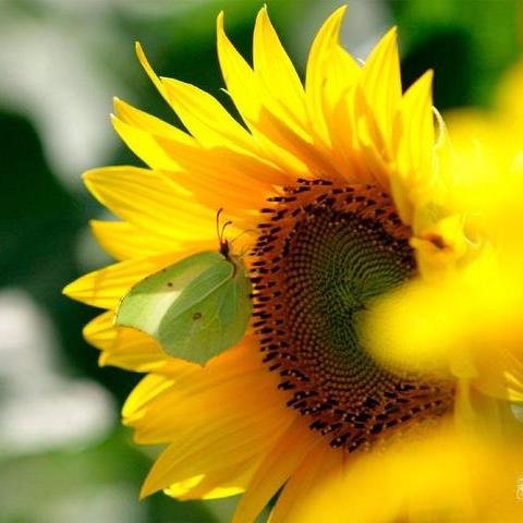An Authism therapist, a Working Mother and Wife, a Friend, a Person who's always in love with everything about sunflower n sunsheet... ;)