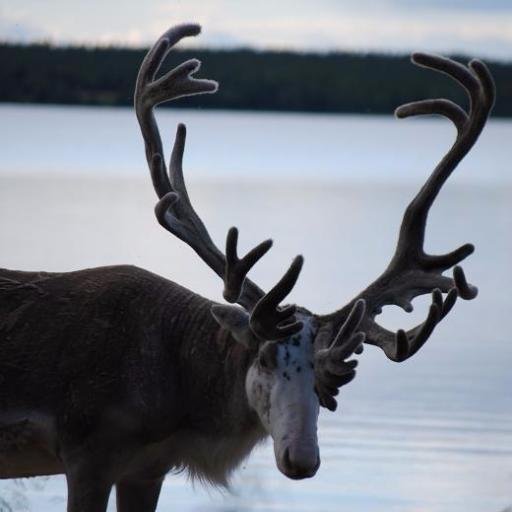 A middle aged man last seen proceeding towards #haiku and #senryu. #haiku with #Arctic #Lapland photos. /// Myös suomeksi, #suomihaiku ja #Lappi -kuvia. ᚋ ᚔᚓᚄ