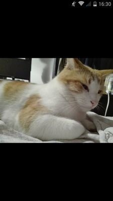 Soi el gato de Juan Gayá. Insulto a los estafadores, alabo a los dioses (Juan Gayá) TIPSTER GANADOR! TIPSTER ITF