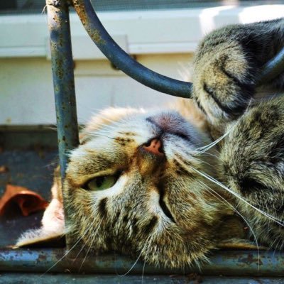 HeartlessPleads's profile picture. ~What the hell do you want?!~ Young, sassy  & rude tom called Janus. ~Nice t'meet ya mate!~ 11 moons #Taken by @Elegantstatic