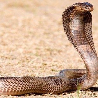 AugustineNyarko's profile picture. sharp