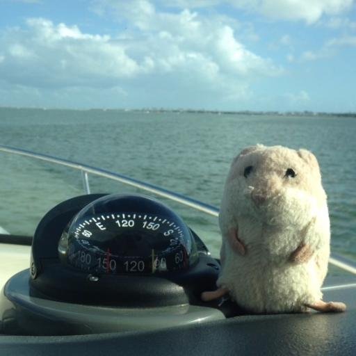 A #stowaway hamster that loves to #travel everywhere by #boat, by #plane, by #road, by #train...