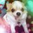 わんこのアイコン