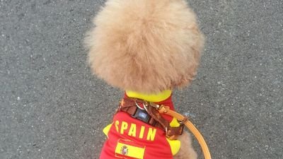 日本語を外国の方達に教えています。趣味はスペイン語....なかなか喋れるようになりません＆図書館で子供達に絵本の読み聞かせをしています。大人の為の朗読会も定期的にしています。夕方は たいていプールで泳いでます(*ﾟvﾟ*)