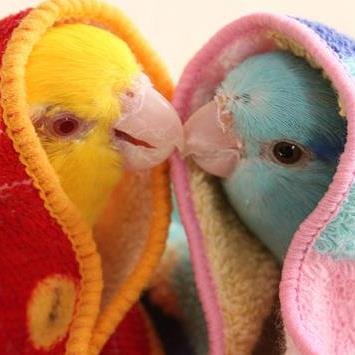 ワカケのタマコさんとマメルリハのルルと仲良く同居中です♡インコ臭の香水を販売中♪ インコ臭ソングも作ったョ！https://t.co/EJDyWobNwT……  I am a crazy bird lover, spending most of my time talking to birbs💕