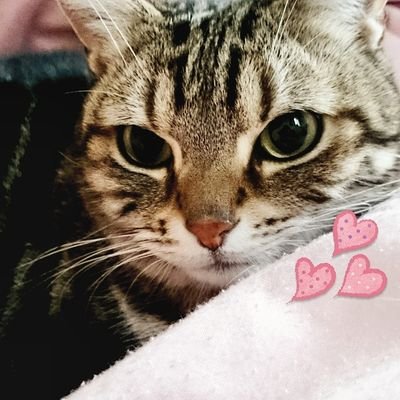 kisaragi0707's profile picture. 井浦新さんと猫が大好きです✨✨✨
ほとんどつぶやきません
無言でフォローも失礼いたします
