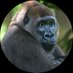 Humana Mente (@especiedegorila) Twitter profile photo Humana Mente (@especiedegorila) Twitter profile photo
