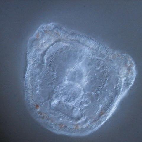 news_of_science's profile picture. 科学で世界をブリッジする。気になる科学ニュースを鋭く分かりやすく解説、話題のニュースに科学的見地から切り込みます。