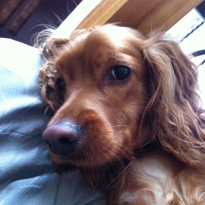 MendozaAnama's profile picture. Me encantan los animales y las plantas. Amo a mis hijos perrunos