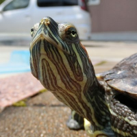 鎖骨 (@gslybl) 's Twitter Profile