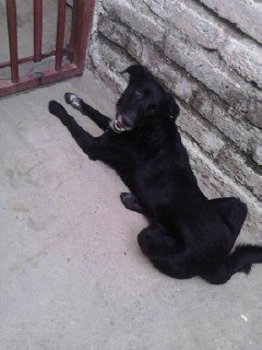 giseverori's profile picture. No soy una mujer normal, muchas veces es mejor estar con mis animales que con la gente