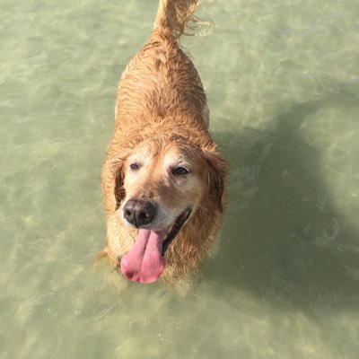 shannonstarkey's profile picture. 