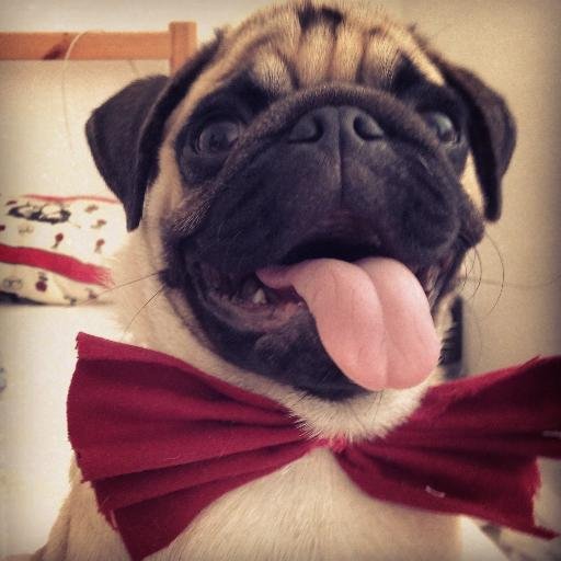 Kong Liebhaber #Mops #Pug