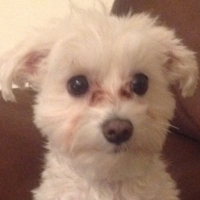YouTube:DatPup Musical.ly:DatPup/DatPup2.0 Twitter:DatPup/Ryanngo24 Insta:Ryanngo24