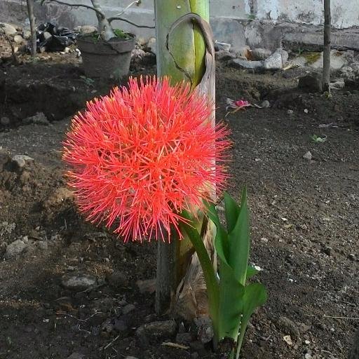 WayMintarsih's profile picture. Perawat, suka menulis, nge-blog ...  
Member of Natural Cooking Club, Kumpulan Emak Blogger, Blogger Perempuan