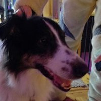 THOMAS DA DANK N-GIN (@thomasworkdog) 's Twitter Profile