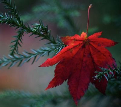 biggirlLizzie's profile picture. 