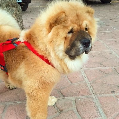 Official Twitter Account of Handsome Malik | The Celebrity Chow-Chow. 🐶🐾