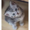 動物bot (@0814animals_bot) Twitter