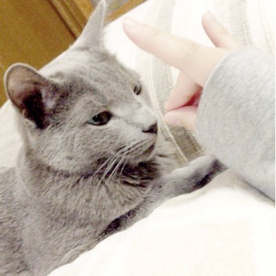 ichi_0101i's profile picture. ちまちま作ったり描いたりしてます。好きが多すぎる。20↑