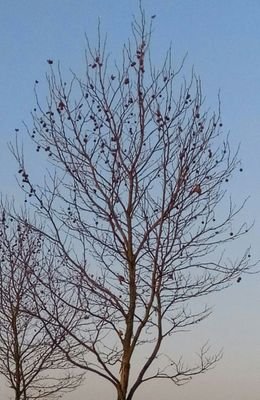 samantaloushe's profile picture. 