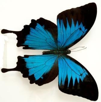 Fitness and nutrition advisor, patient co-ordinator for Meditourist Budapest