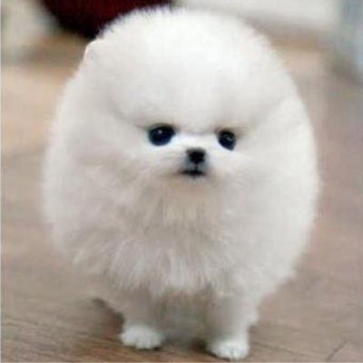 「ビカクシダ」ベランダでスクスク成長中‼︎ 根塊植物🪴はペット感があったけど ビカクシダには、癒し感が感じられまする( ˃ ⌑︎ ˂ )ノ 蜘蛛なるものを育成中((((;゚Д゚)))))))🕸🕷‼️ ボールパイソンは今だに噛みつこうとするw🐍 最近V楽器演奏者がお気に入り🤩🎷🪈🎻🎹