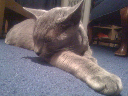 leonadance's profile picture. 