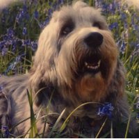 Angel Paws East Kent (@angelpawskent) 's Twitter Profile