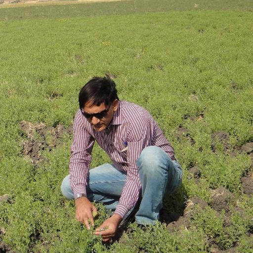 Lentil breeder, coordinates food legumes research program at ICARDA