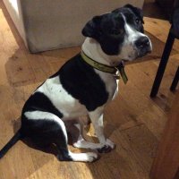 Helen the Staffy (@helenstaffy) 's Twitter Profile