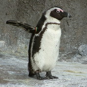 t_next's profile picture. つらつらと