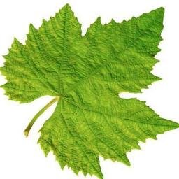MyVineyard_pt's profile picture. Gastronomia, vinhos e enoturismo.
